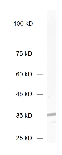 Syntaxin1A Recombinant rabbit - image 1